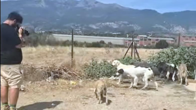 Ο Δήμος Τοπείρου έλαβε 210.000 ευρώ για τα αδέσποτα και τα ζώα πεθαίνουν από πείνα