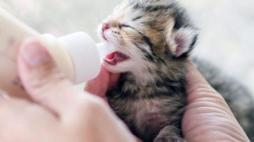 Οι 4 βασικοί λόγοι που οι μητέρες γάτες επιτίθενται στα μεγαλύτερα γατάκια τους