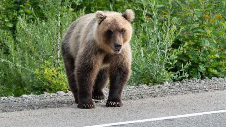 Αρκούδα επιτέθηκε και τραυμάτισε ηλικιωμένο στην Δόλιανη Ζαγορίου