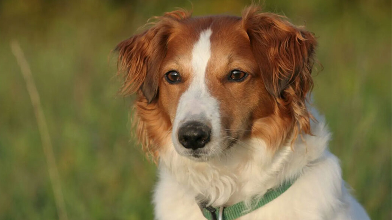 Kι όμως στην πόλη Μπολτσάνο της Ιταλίας οι σκύλοι πληρώνουν φόρο