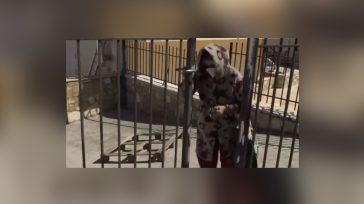 Πώς θα μάθουν οι αρχές πότε έθαψε τη μητέρα της η 62χρονη στη Βοιωτία