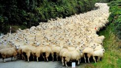 ΟΠΕΚΕΠΕ: Δεσμεύτηκαν δεκάδες λογαριασμοί Ηρακλειωτών για παράνομες επιδοτήσεις