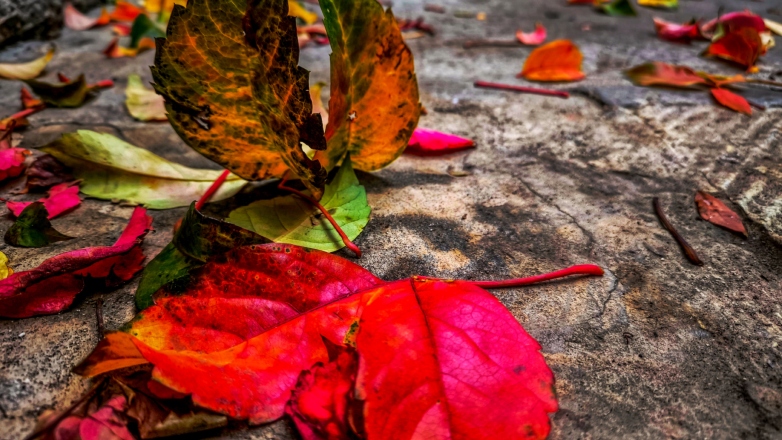 Φθινόπωρο από αύριο με βροχές και πτώση της θερμοκρασίας