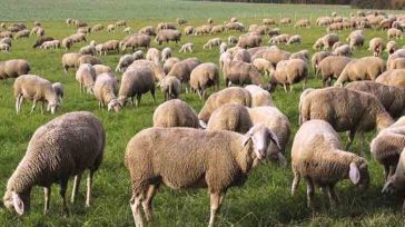 Θεσσαλονίκη: Προβληματισμός των εξαγωγέων φέτας, λόγω της ευλογιάς των αιγοπροβάτων