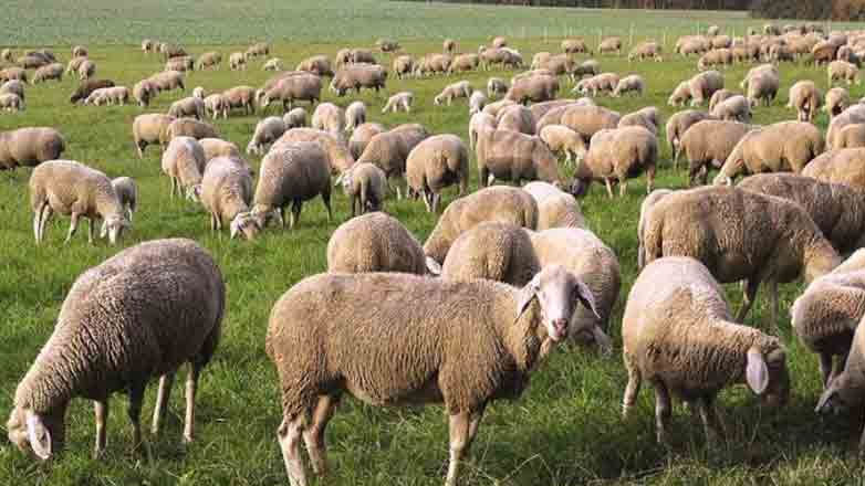Θεσσαλονίκη: Προβληματισμός των εξαγωγέων φέτας, λόγω της ευλογιάς των αιγοπροβάτων