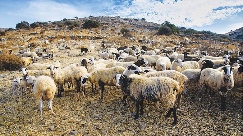 Μέτρα βιοασφάλειας στην Κρήτη για την ευλογιά των προβάτων