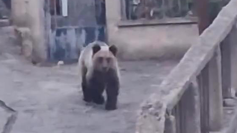 Κοζάνη: Αρκούδα περπατά στους δρόμους του χωριού Βυθός