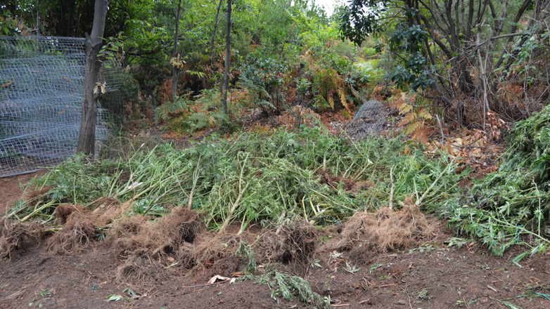 Μία σύλληψη για καλλιέργεια δενδρυλλίων κάνναβης στην Κατερίνη