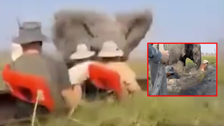 Βίντεο σοκ: Ελέφαντας επιτίθεται σε τουρίστες