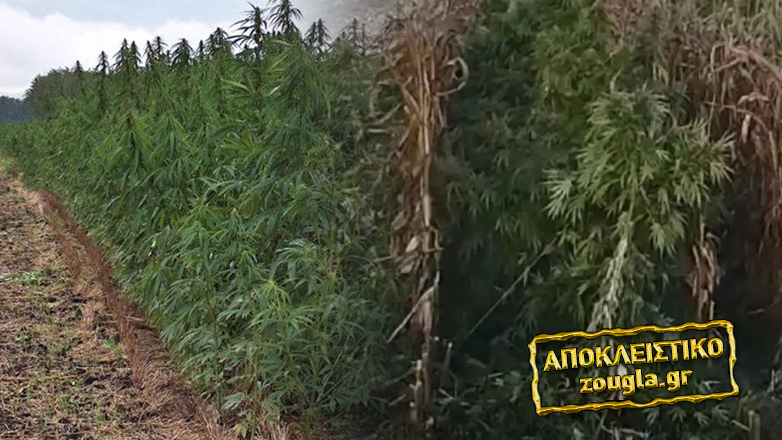 Χαμηλές ποινές για τη μεγαλύτερη φυτεία κάνναβης στη χώρα