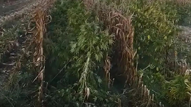 kannavi voiotia2 | Lamianow.gr