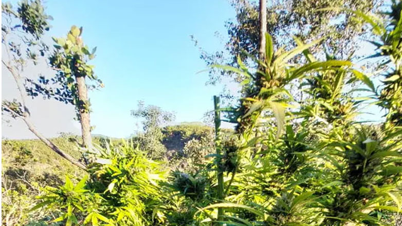 Εντοπίστηκε φυτεία κάνναβης στα Ελληνοαλβανικά σύνορα
