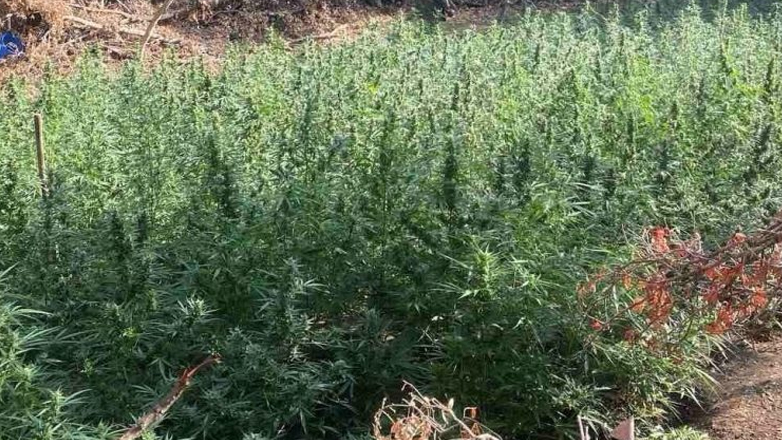 Μεσαρά: Εκατοντάδες δενδρύλλια κάνναβης εντόπισαν οι αστυνομικές αρχές