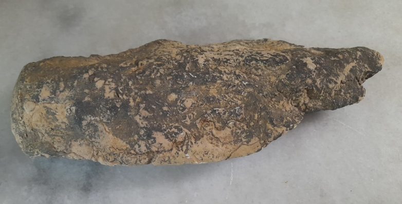Απολίθωμα ψαριού από την Πάργα