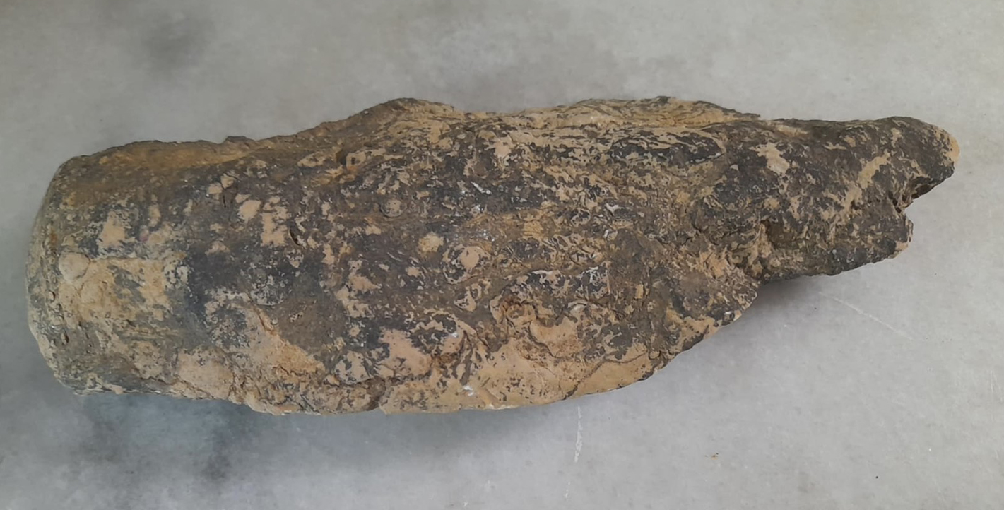 Απολίθωμα ψαριού από την Πάργα