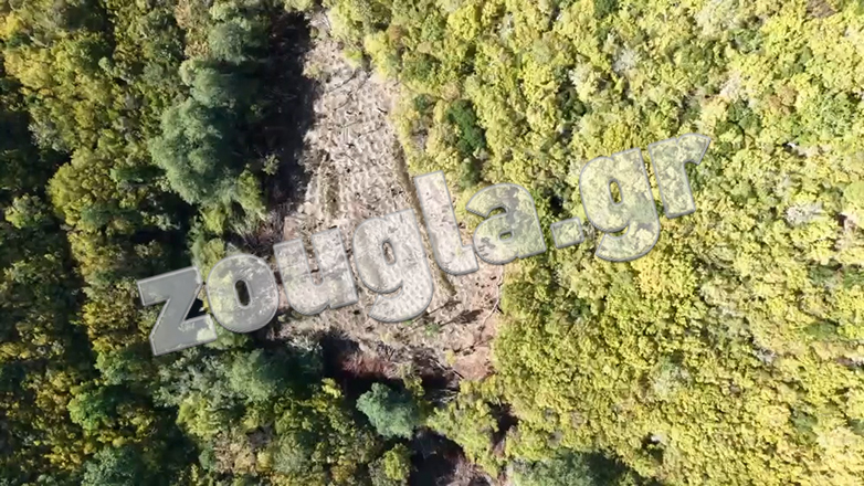 Βίντεο από την καταστροφή χασισοφυτείας στη Λάρισα