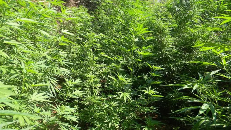 Ηράκλειο : Εντοπίστηκε φυτεία με 1157 δενδρύλλια κάνναβης