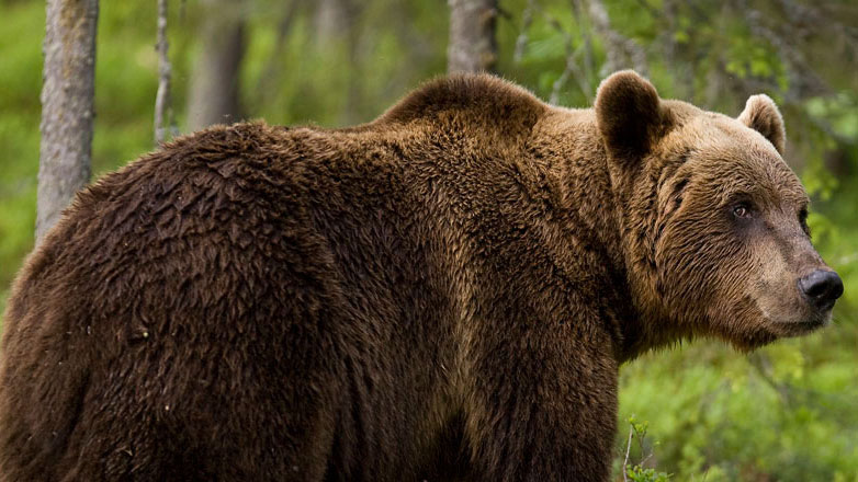 Ιαπωνία: Δύο άνθρωποι νεκροί από επιθέσεις αρκούδας