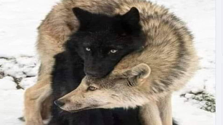 Τα ζώα μας κοιτούν στα μάτια