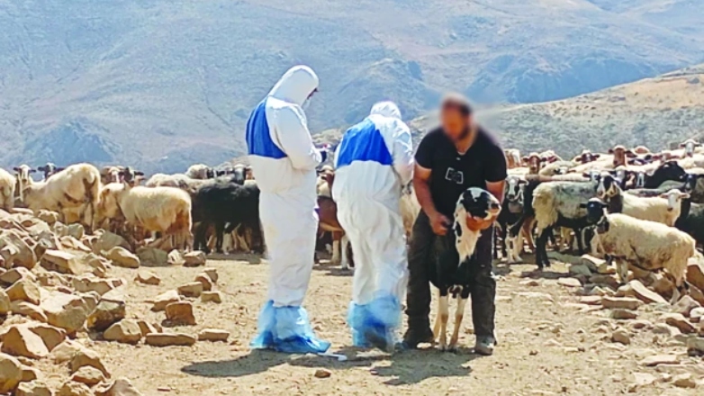 Ευλογιά προβάτων: «Ανοιχτό» το θέμα του lockdown