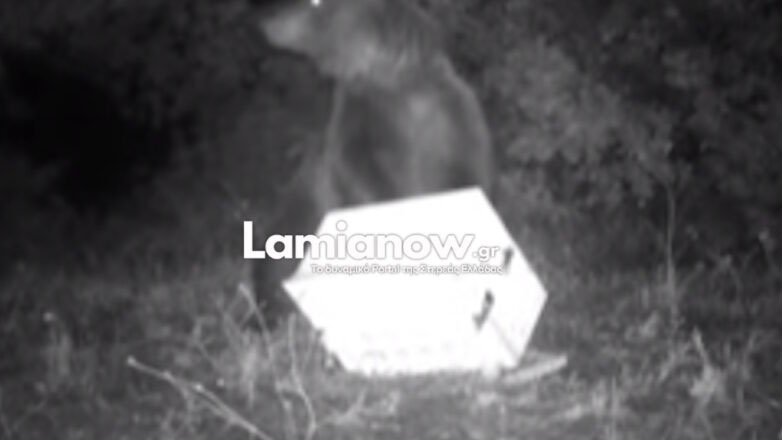 Βίντεο: Αρκούδα επιτέθηκε σε κυψέλη με μελίσσια στα Αργύρια Φθιώτιδας