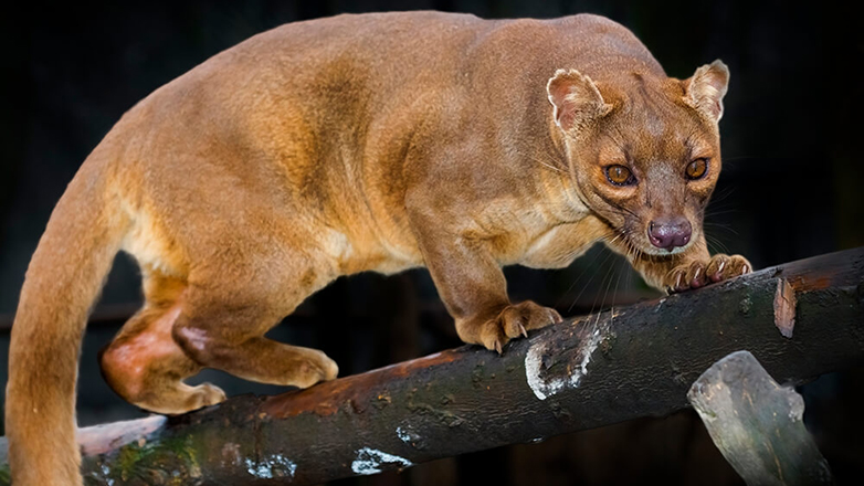 Νάπολη: Γεννήθηκαν 4 Φόσα Μαδαγασκάρης στον ζωολογικό κήπο της πόλης
