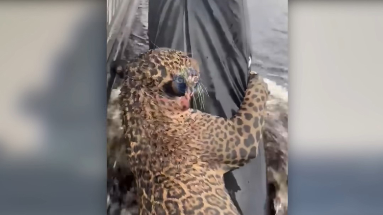 Βραζιλία: Eντυπωσιακή διάσωση ιαγουάρου ο οποίος τραυματίστηκε από λαθροκυνηγούς