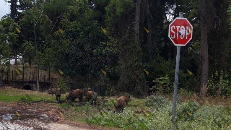 Αγριογούρουνα κάνουν βόλτες σε δρόμους της Δροσιάς