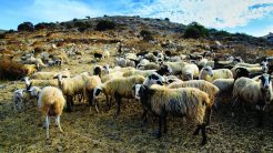 Καταγγελία για προπηλακισμό κλιμακίου του ΟΠΕΚΕΠΕ στην Κρήτη