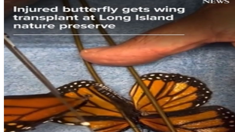Νέα Υόρκη: Μεταμόσχευση φτερού έσωσε πεταλούδα μονάρχη Νέα Υόρκη: Μεταμόσχευση φτερού έσωσε πεταλούδα μονάρχη