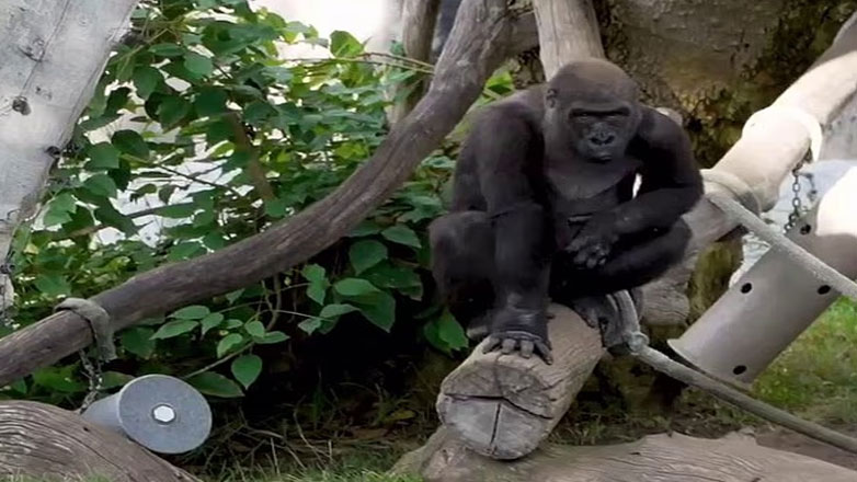 Τρόμος από γορίλα που έσπασε το προστατευτικό γυαλί σε πάρκο Τρόμος από γορίλα που έσπασε το προστατευτικό γυαλί σε πάρκο