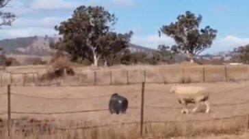 Απολαυστικό βίντεο με πρόβατο που έγινε viral!
