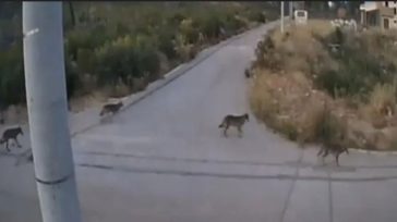 Αγέλη λύκων στην Ιπποκράτειο Πολιτεία