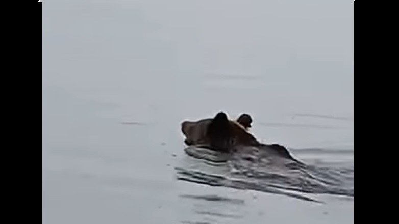 Βίντεο με αρκούδα που κολυμπά στην Λίμνη Πολυφύτου