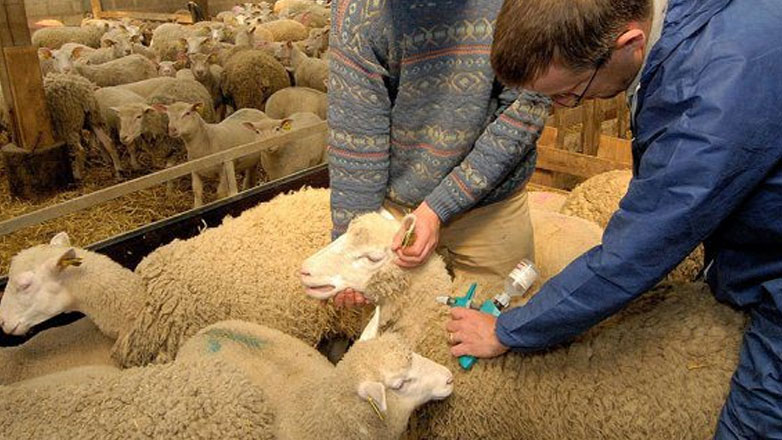 Σύσκεψη στην Αχαΐα για την ευλογιά των αιγοπροβάτων