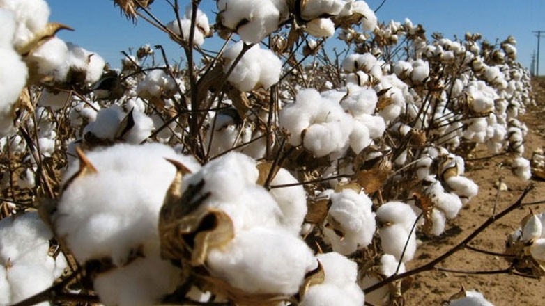 Δραματική η αγορά στο βαμβάκι –  Κάτω από τα 0,40 λεπτά το κιλό η τιμή