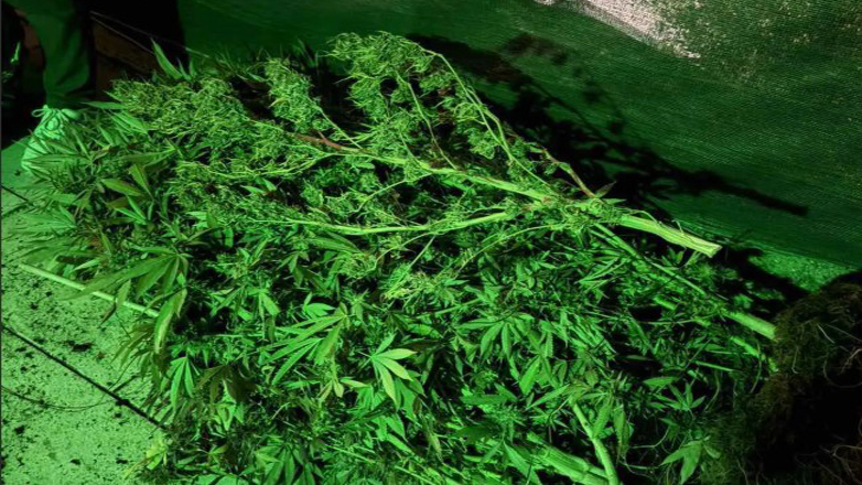 Εντοπίστηκε πλήρως εξοπλισμένο εργαστήριο καλλιέργειας κάνναβης σε σπίτι στο Γαλάτσι