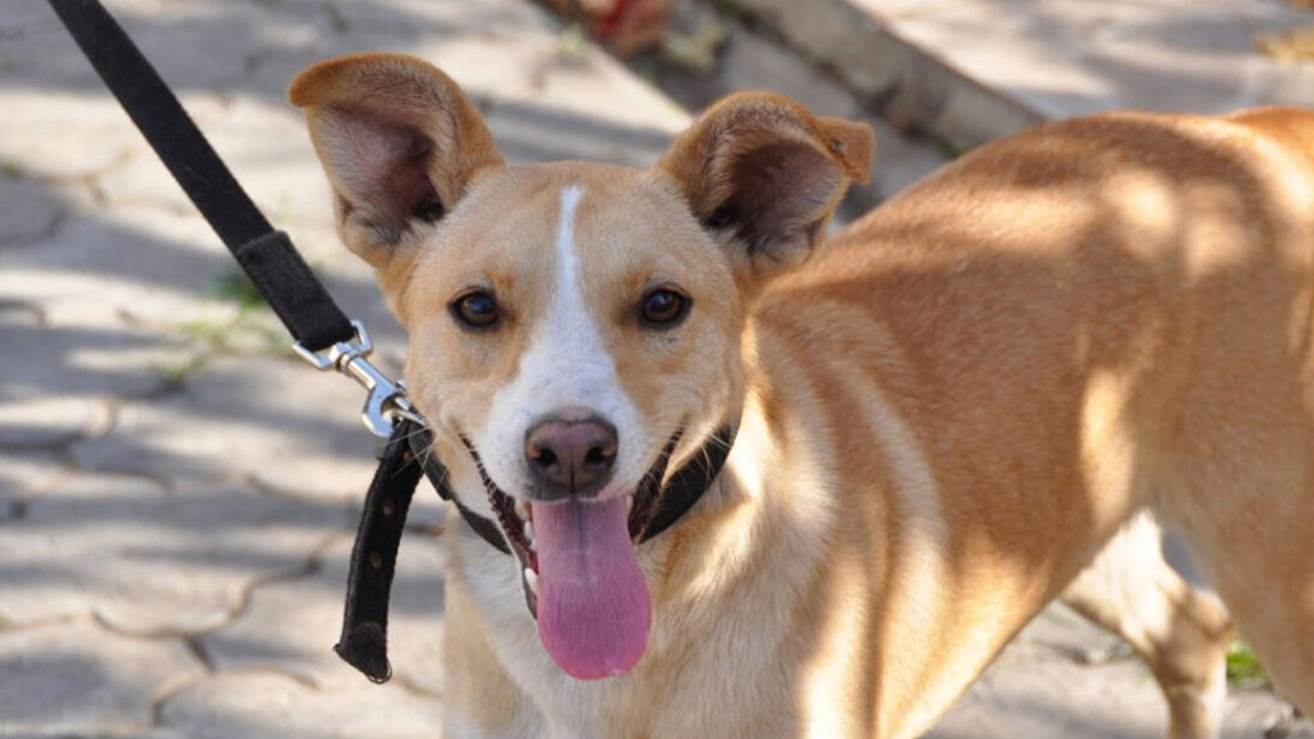 Αυτό είναι το πιο σημαντικό πράγμα που πρέπει να κάνετε στη βόλτα με τον σκύλο σας