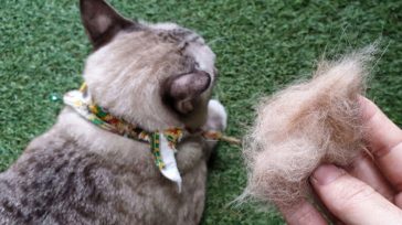 Πέντε μύθοι για τις τριχόμπαλες της γάτας που μάλλον πιστεύεις και εσύ