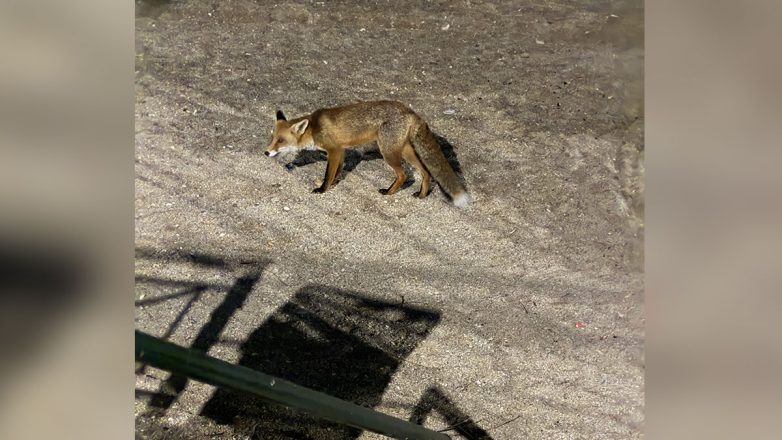 Η «θαλασσινή αλεπού» βολτάρει στο Παλαιό Φάληρο Η «θαλασσινή αλεπού» βολτάρει στο Παλαιό Φάληρο
