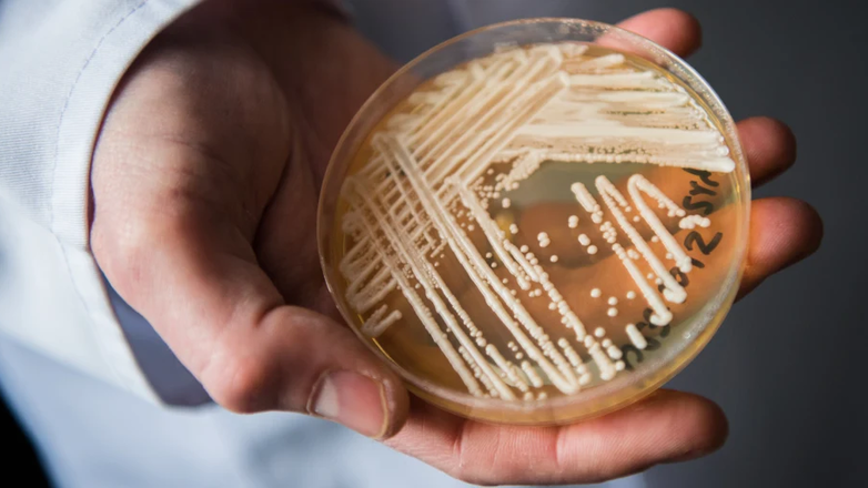 Candida auris: Όλα όσα θα πρέπει να γνωρίζετε για τον ανθεκτικό μύκητα