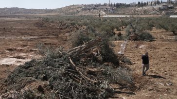 Δυτική Όχθη: Απελάθηκαν 32 ακτιβιστές που βοηθούσαν Παλαιστίνιους στο μάζεμα της ελιάς