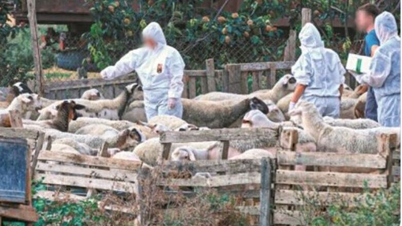 Ευλογιά των προβάτων: Κίνδυνος για την κτηνοτροφία, όχι για τη δημόσια υγεία