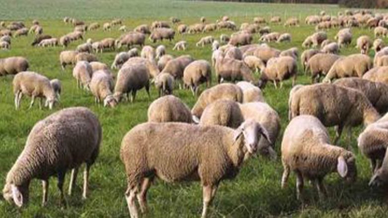 ΕΟΦ: Ανεμβολίαστη η Ευρώπη απέναντι στην ευλογιά αιγοπροβάτων ΕΟΦ: Ανεμβολίαστη η Ευρώπη απέναντι στην ευλογιά αιγοπροβάτων