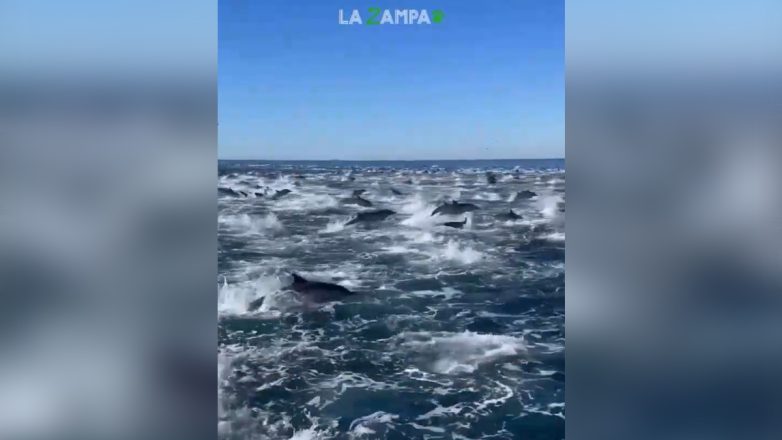 Βίντεο: Το εντυπωσιακό φαινόμενο της «ορμής δελφινιών» Βίντεο: Το εντυπωσιακό φαινόμενο της «ορμής δελφινιών»