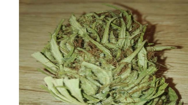 Κατασχέθηκε ακατέργαστη κάνναβη, συνολικού βάρους 193 κιλών