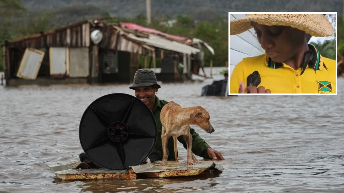 Η απρόβλεπτη αντίδραση των πτηνών στον τυφώνα Μελίσα