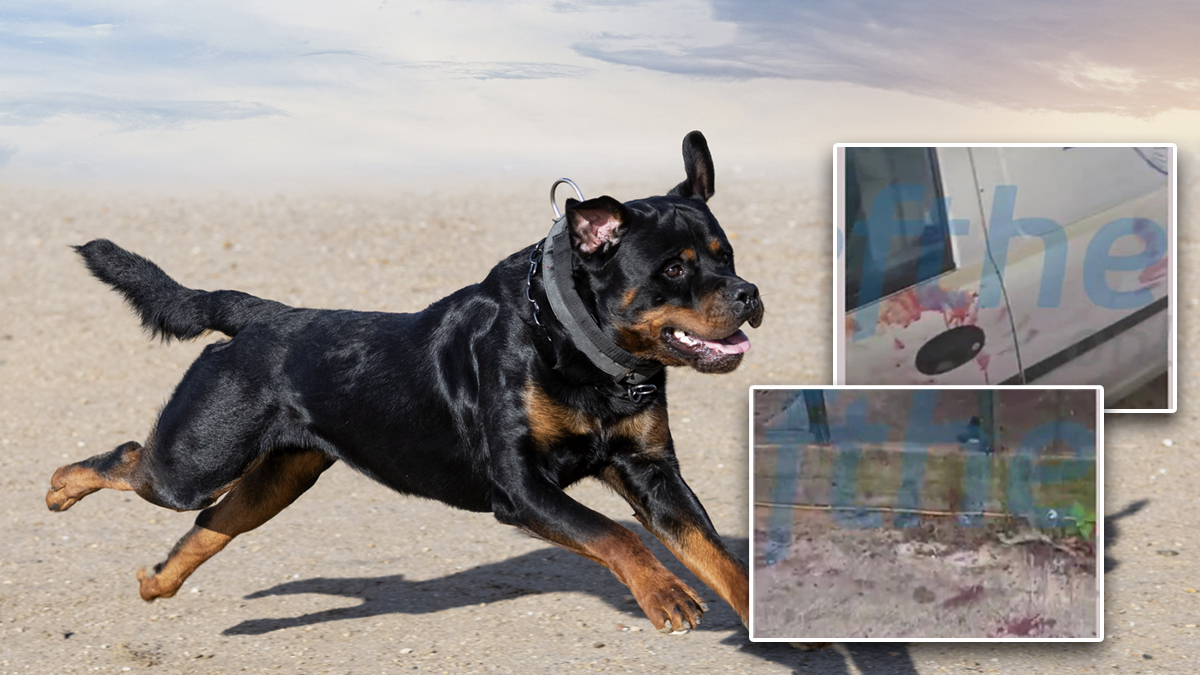 Ροτβάιλερ επιτέθηκε και τραυμάτισε σοβαρά 76χρονο στην Καλαμάτα Ροτβάιλερ επιτέθηκε και τραυμάτισε σοβαρά 76χρονο στην Καλαμάτα