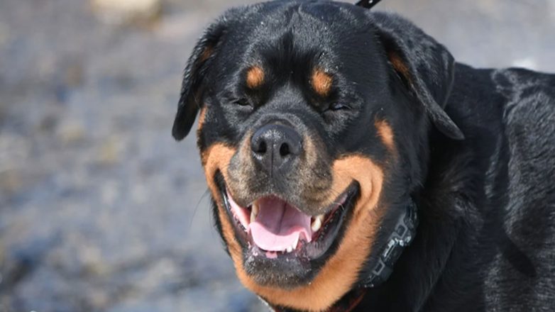 Σε κρίσιμη κατάσταση ο 76χρονος από την επίθεση του ροντβάιλερ