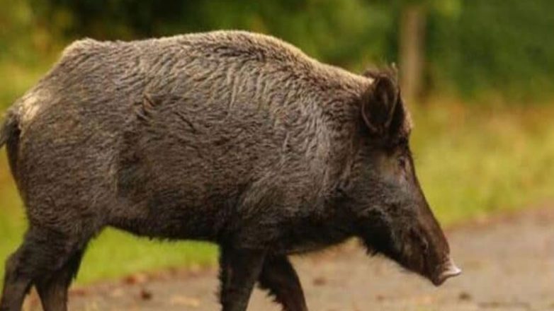 Μάνη: Νεκρός 24χρονος μετά από σύγκρουση μηχανής με αγριόχοιρο Μάνη: Νεκρός 24χρονος μετά από σύγκρουση μηχανής με αγριόχοιρο